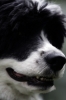 RaeFace-Jun08-02.jpg